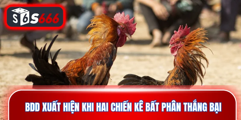 BDD xuất hiện khi hai chiến kê bất phân thắng bại