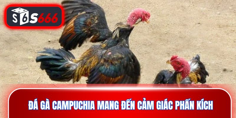 Đá gà Campuchia mang đến cảm giác phấn kích, hồi hộp