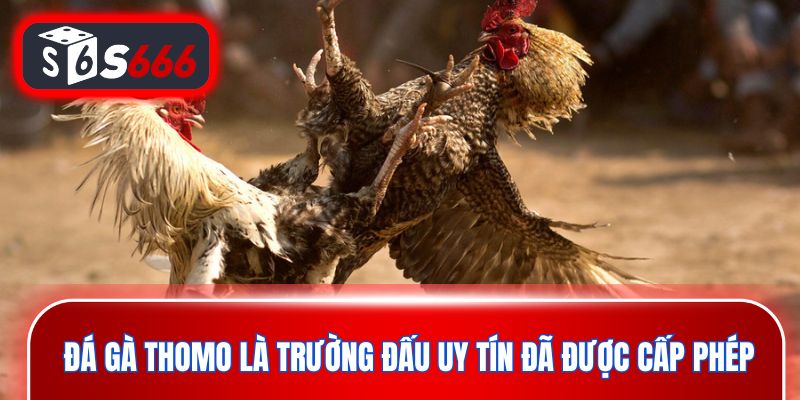 Đá gà Thomo là trường đấu uy tín đã được cấp phép