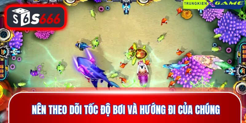 Nên theo dõi tốc độ bơi và hướng đi của chúng