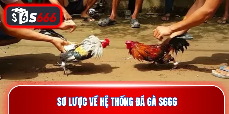 Sơ lược về hệ thống đá gà S666